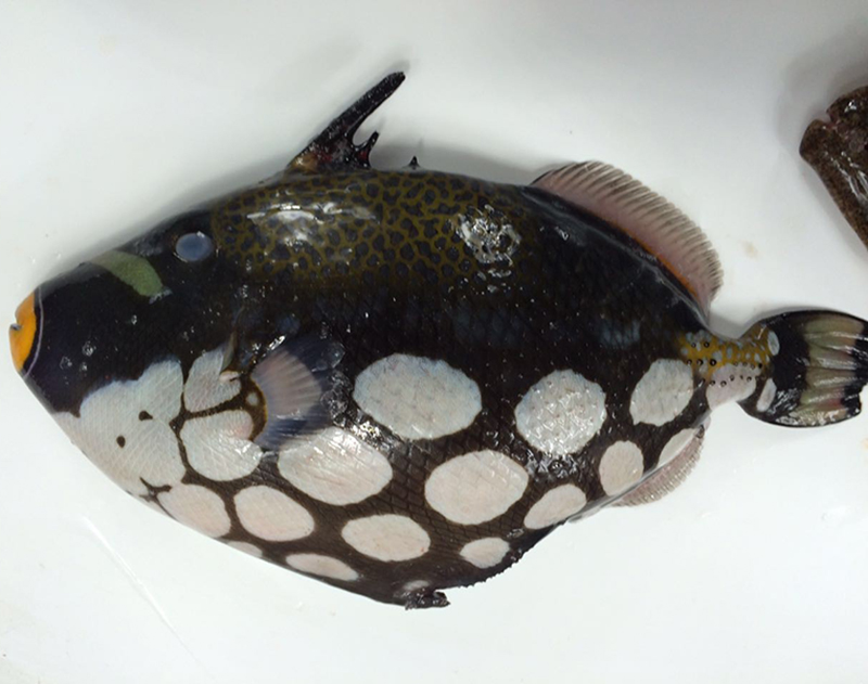 小丑炮弹鱼 海钓 东海