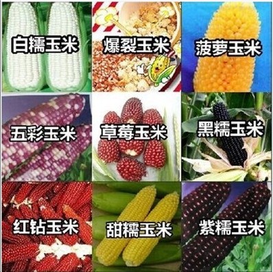 水果玉米种籽种子早熟彩色高产大田甜糯黑四季蔬菜种孑甜玉米种籽