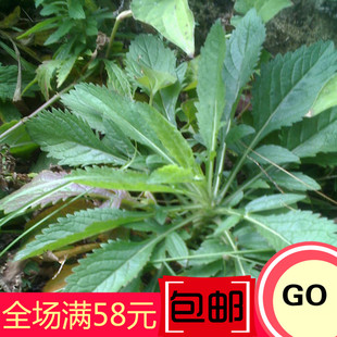 败酱草 苦菜 苏败酱 遏蓝菜 农家天然野生新鲜蔬菜250g寿宁特产