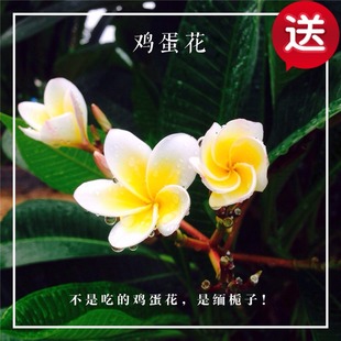 栀子花