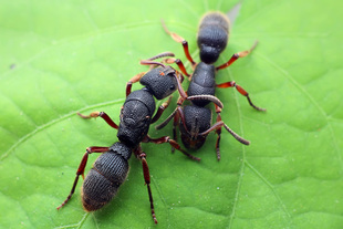 红足穴猛蚁pachycondyla rufipes 宠物蚂蚁活体