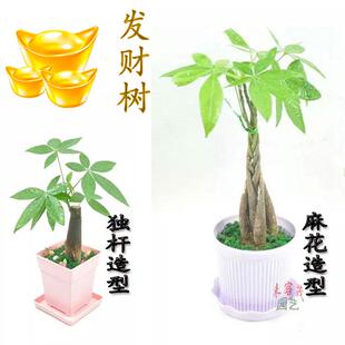 来客茂园艺 发财树盆栽花苗带盆独杆麻花辫子造型招财树室内盆景