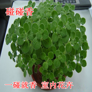 绿植花卉盆栽室内一抹香碰碰香多肉植物阳台卧室客厅驱虫净化空气