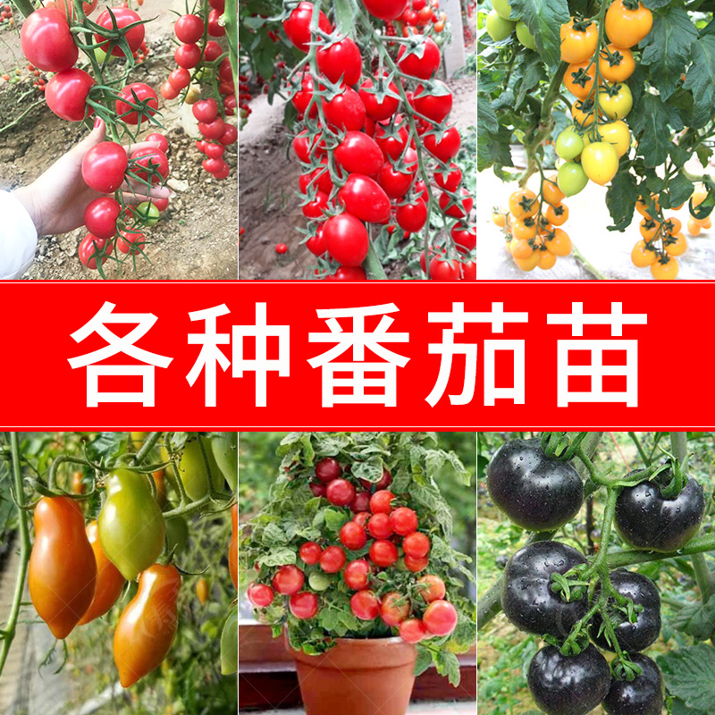 四季小番茄种子苗 千禧圣女果樱桃西红柿盆栽蔬菜种籽水果孑 果苗