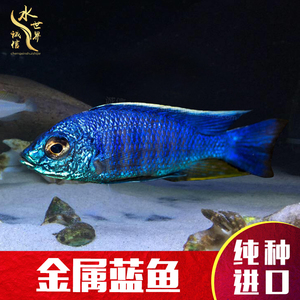 进口特价三湖慈鲷马鲷金属蓝淡水热带观赏 span class=h>鱼 /span> 