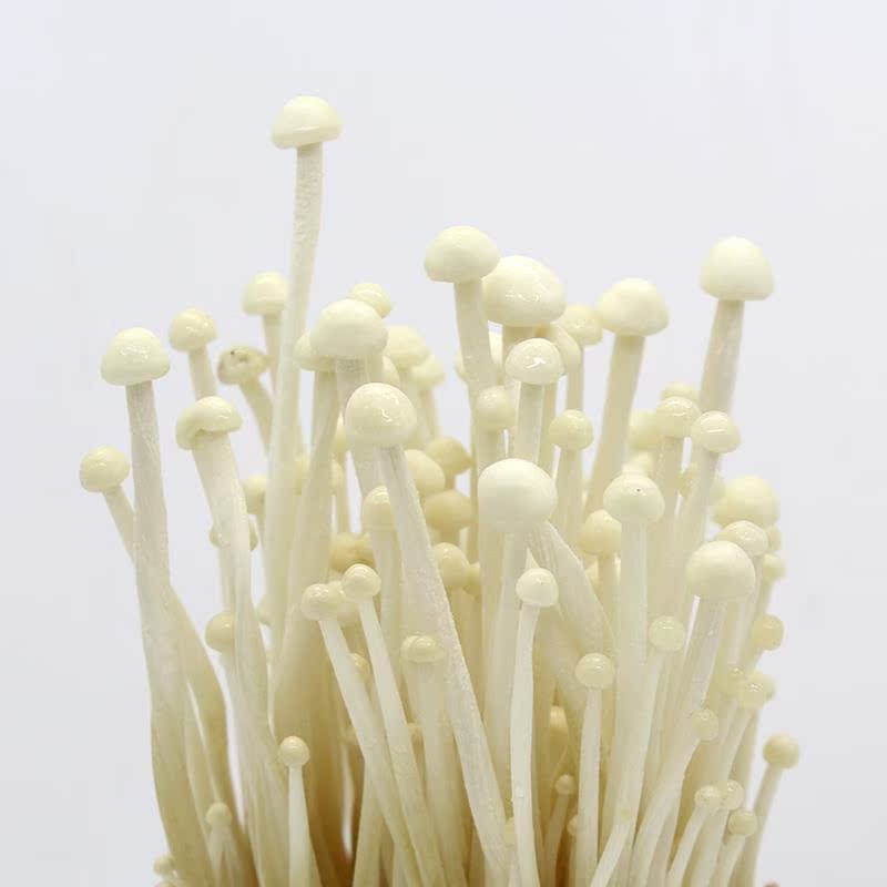 菇家庭 金针菇蘑菇菌包蘑菇食用菌菌种婆婆阳台种植蘑菇菌包包邮