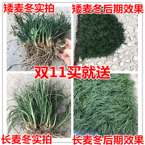 小叶麦冬草苗细矮耐寒 span class=h>常绿 /span>植物小区工程 span