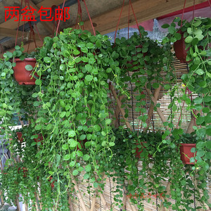 阳台花卉垂吊植物盆栽图片