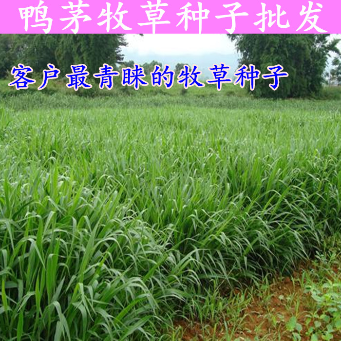 osmen/奥斯曼自动植物生眉笔乌斯玛草自然浓眉植物性正品包邮新品 已