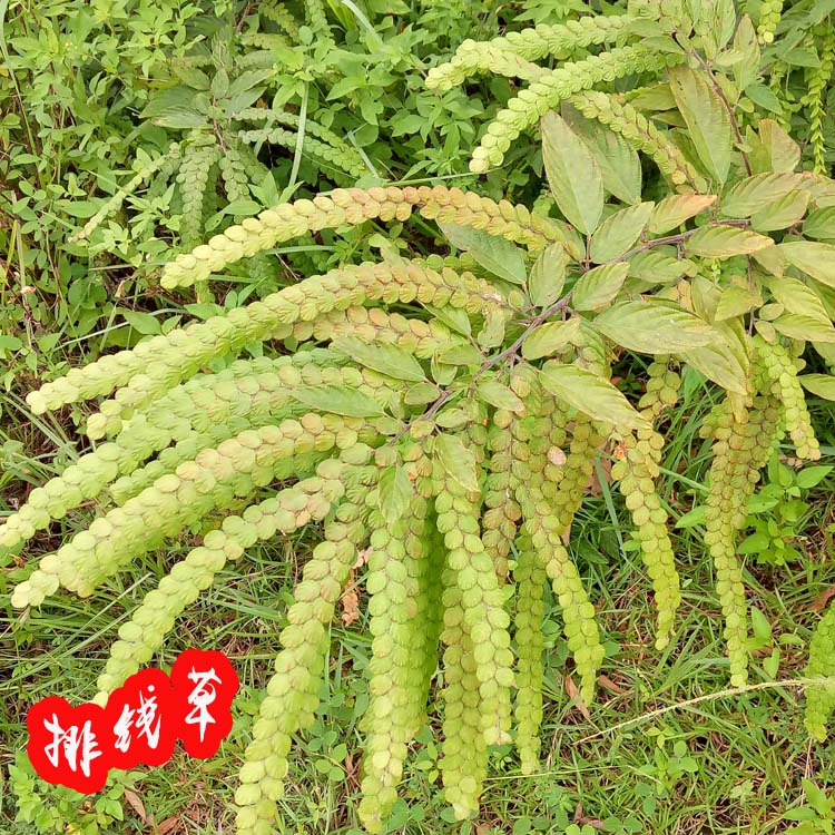 5件包邮正品野生中草药材排钱草 龙鳞草 金钱草 午时灵 叠钱草