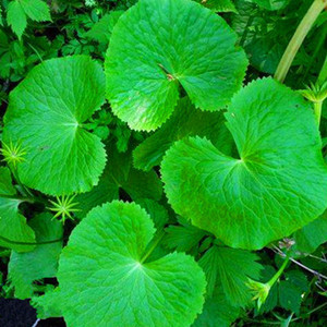 东北野生马蹄叶马蹄草山野菜驴蹄草 span class=h>中草药 /span>植物