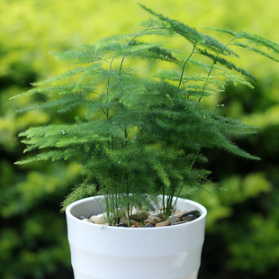 花卉盆栽植物苗木 文竹包邮套装 客厅室内绿植 盆景绿植