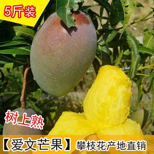 四川攀枝花爱文芒果 新鲜水果 紫芒非台湾海南贵妃苹果芒 5斤包邮