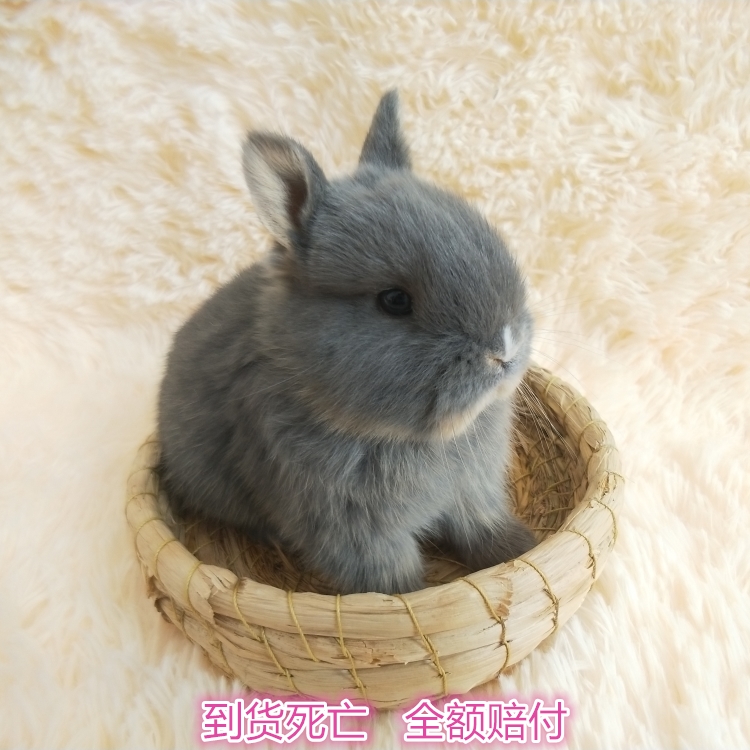 宠物兔侏儒兔兔活物小型海棠凤眼长不大暹罗道奇猫猫兔迷你茶杯兔