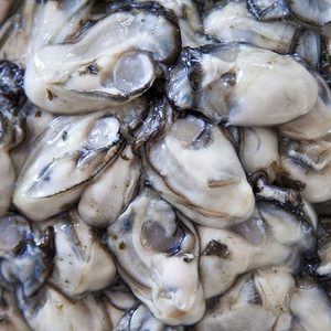 新鲜生蚝肉牡蛎海蛎子价格