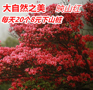 映山红