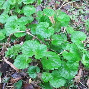 野生连钱草铜钱草金钱草破铜钱透骨消1斤有根果花种子苗干品