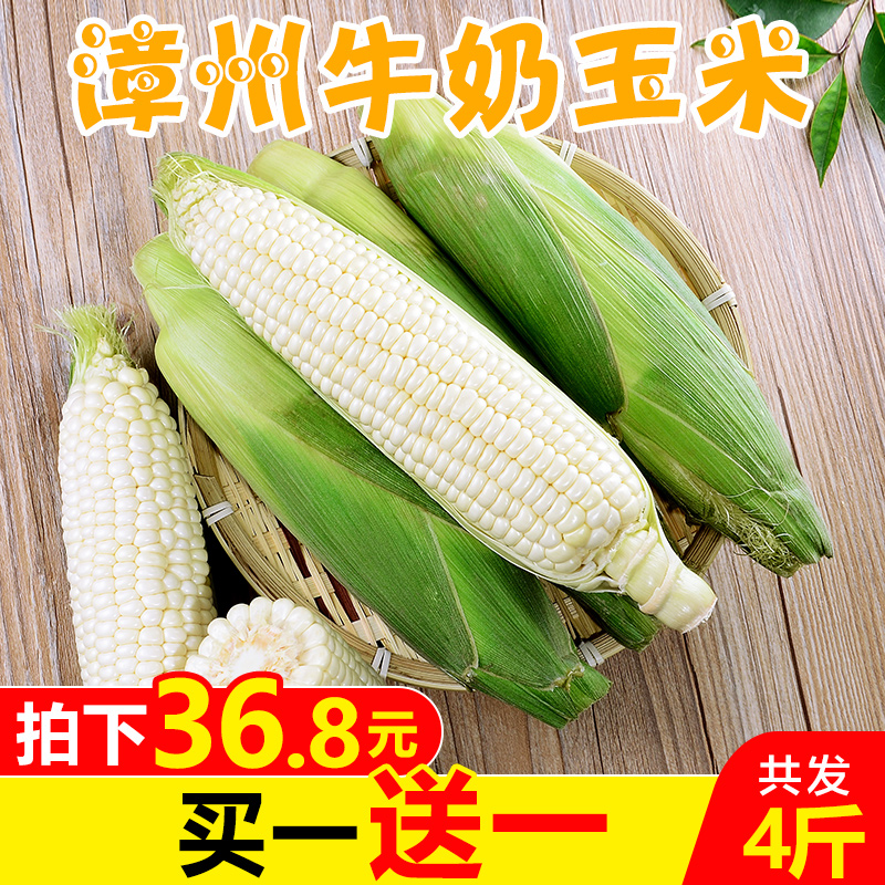 福建漳州牛奶玉米4斤 新鲜水果甜玉米生吃冰糖白玉米现摘批发包邮