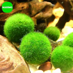 海藻球植物微景观图片