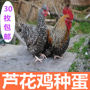 兴梦隆芦花鸡土鸡种 span class=h></p></a>蛋 /span>受精 span class=h>蛋 