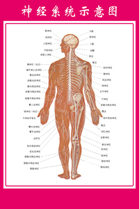 人体神经系统解剖图挂图图片