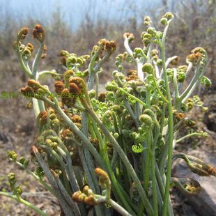 野生蕨菜苗 蕨菜 拳头菜 四季植物 蔬菜种子种苗 山野菜苗种根