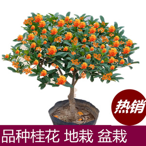 盆栽 庭院阳台花卉金桂沉香桂