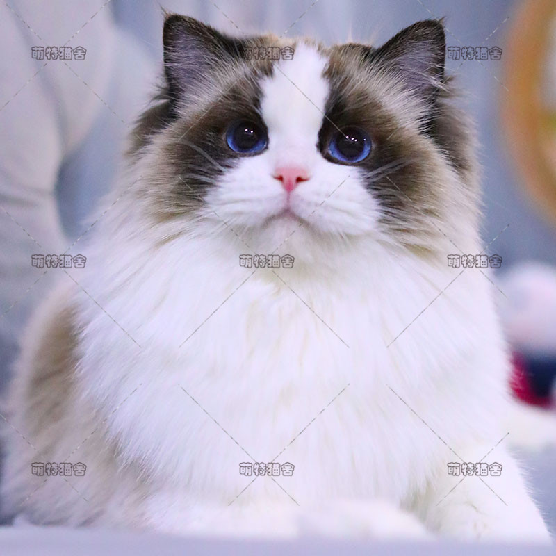 布偶猫纯种幼猫活体海豹双色蓝眼赛级宠物布偶猫网红仙女猫可上门