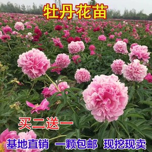 正宗牡丹花苗盆栽药材芍药庭院花卉室内南方北方种植当年开花包邮