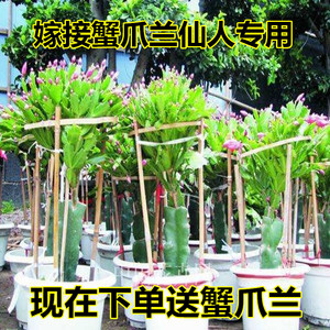 砧木三角柱三棱箭多肉植物龙骨花霸王花量天尺苗嫁接蟹爪兰仙人球