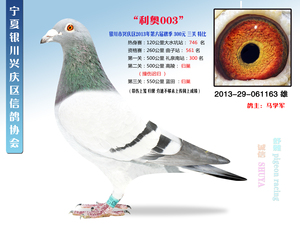 火凤凰慕利门军校生信鸽,赛鸽 span class=h>种鸽/span,活体包邮包