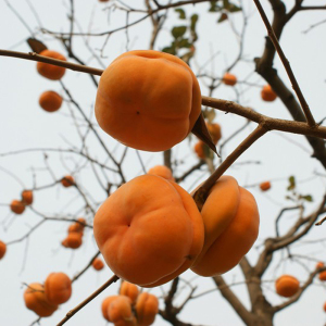 燕山特产北方大柿子磨盘柿子新鲜软柿子农家新现摘甜柿子5斤包邮