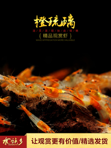 [水族乡]橙琉璃虾 水族观赏宠物虾活体橙色琉璃米虾橘黄色琉璃虾
