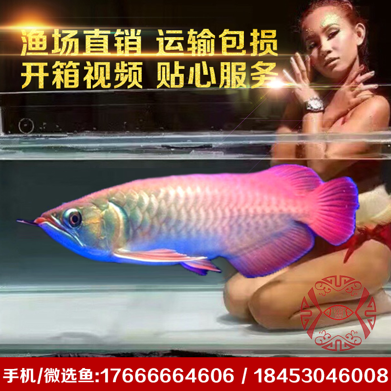 新加坡红龙鱼活体号半红龙马来马拉红龙红尾金龙鱼热带观赏鱼鱼苗