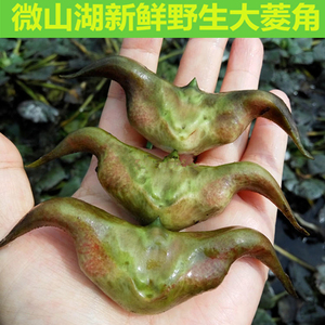 菱角新鲜大菱角青菱角嫩菱角黑菱角现摘嫩菱角微山湖野生5斤蔬菜