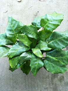 马赛克竹芋植物玉蝴蝶竹芋盆栽室内绿植四季常绿桌面绿植