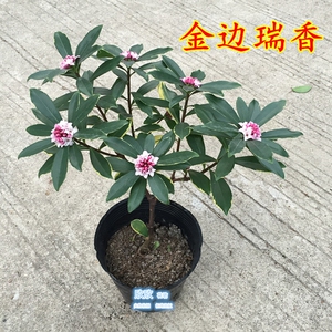 耐寒芳香绿植花苗 金边瑞香盆栽花苗 四季常青 室内外    阳台
