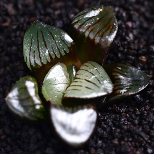 日月潭玉露多肉植物多肉进口贵货绿植盆栽花卉寿防辐射点翠苑