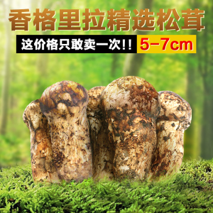 现货松茸新鲜云南野生菌正宗香格里拉500g一级菌子美食土特产食物松茸