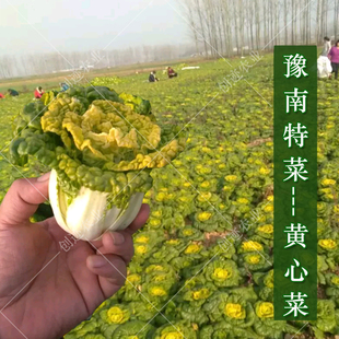 豫南黄心菜种子卷窝菜黄心乌塌菜春秋季种植小白菜特色蔬菜易种植