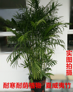 大型盆栽 夏威夷竹子办公室      耐寒植物 开业乔迁绿植净化空气