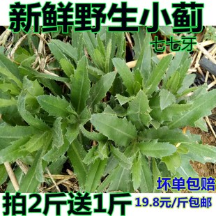 野生止鼻血草新鲜小蓟饮子七七芽小蓟刺菜 刺角芽刺儿菜带根 包邮