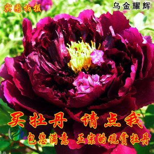 乌金耀辉菏泽极品黑牡丹 span class=h>花苗 /span> span class=h>