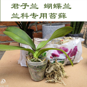 蝴蝶兰专用土干水苔苔藓优质兰花无土栽培基质保湿透气营养土陶粒