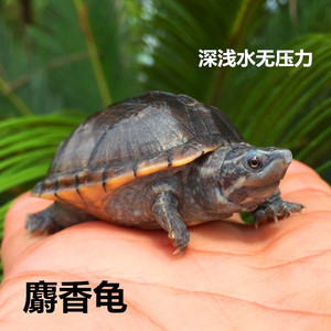 2018年麝香龟苗小剃刀龟深水观赏龟2-7cm蛋龟乌龟活体宠物包邮 $ 35.