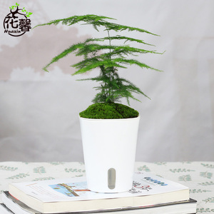 文竹盆栽创意diy手工盆栽绿植苔藓盆栽室内书房桌面办公室盆栽