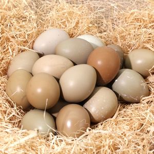 野鸡蛋七彩野山鸡蛋图片