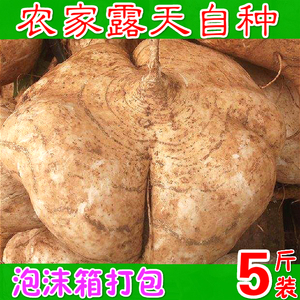 新鲜凉薯沙葛地萝卜白地瓜土瓜非红薯小香薯味似 span class=h>马蹄