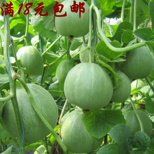 日本甜宝甜瓜种子香瓜春季蔬菜种孑超甜高产甜早熟薄皮西瓜种籽