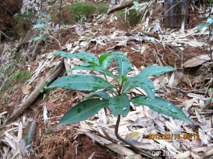 野生耐寒花卉富贵籽小苗朱砂根铁凉伞黄金万两盆栽招财进宝盆栽